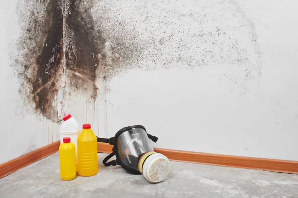Best Mold Cleaning Services  in Mccamey, TX
