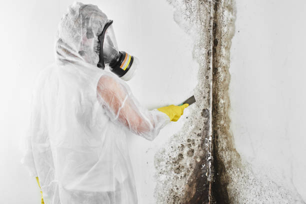Trusted Mccamey, TX Mold Removal Experts