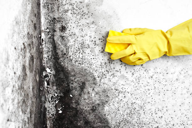 Professional Mold Removal in Mccamey, TX