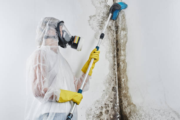 Best Same-Day Mold Removal  in Mccamey, TX