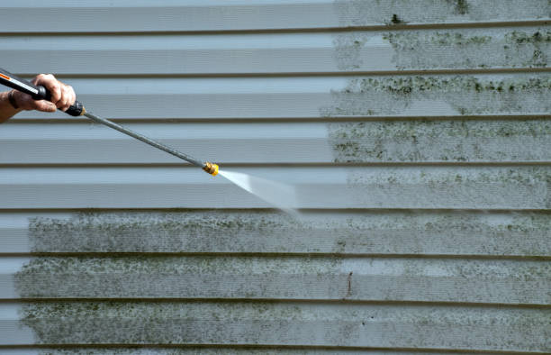 Mold Testing and Removal in Mccamey, TX