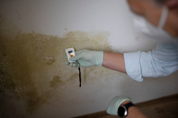 Best Mold Removal Near Me  in Mccamey, TX