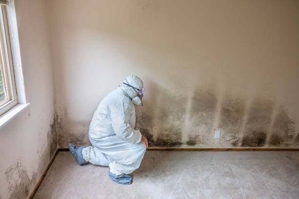 Best Affordable Mold Removal  in Mccamey, TX
