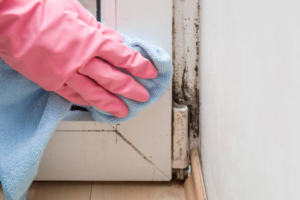 Best Mold Testing  in Mccamey, TX